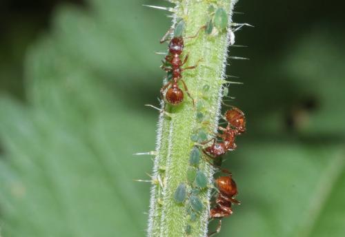 Aphis urticata